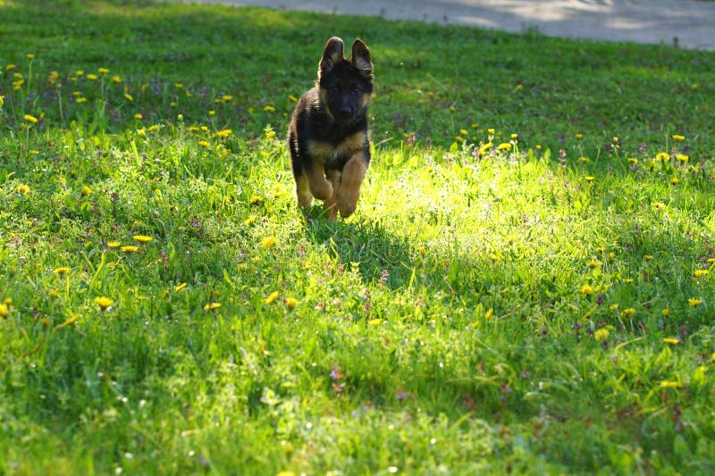 Poco parete correre sul erba giardino.