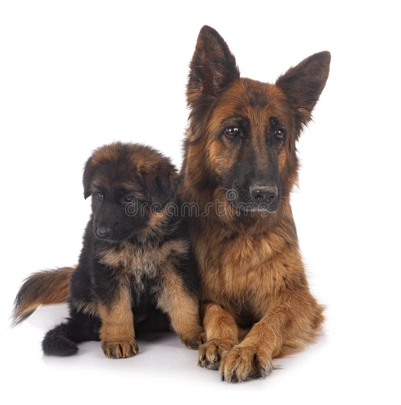 Puppy German Shepherd And Adult Stock Image - Image of adult, young ...