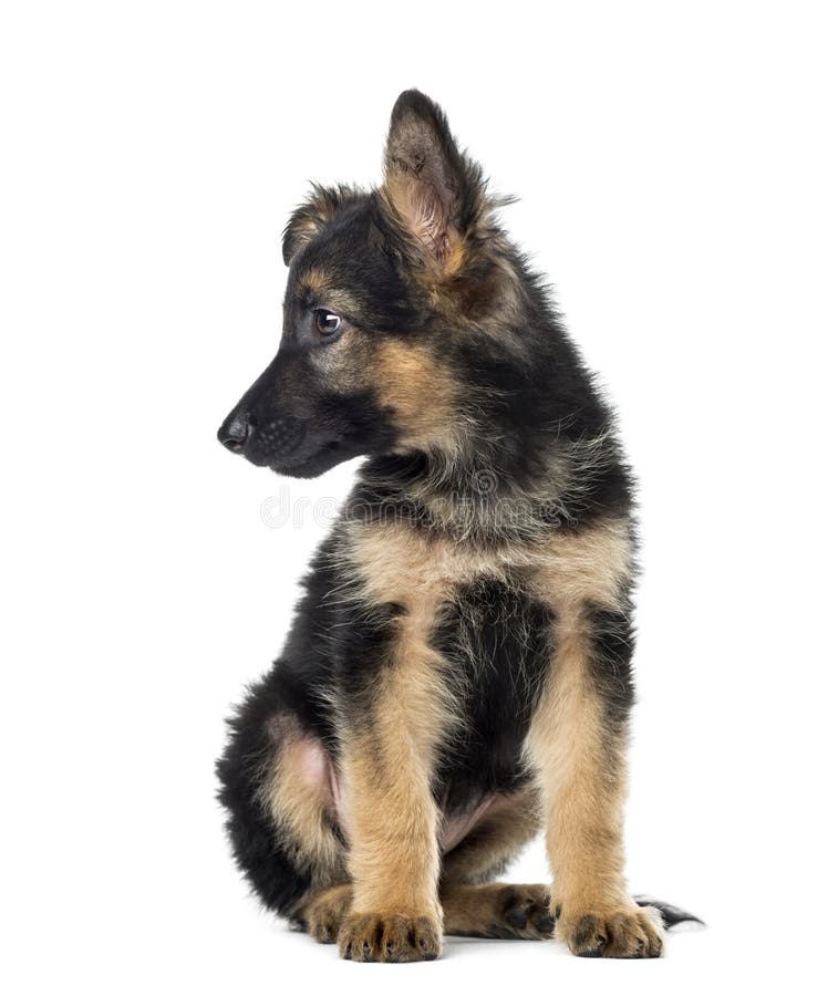 Puppy German Shepherd Sitting and Yawning, 9 Weeks Old Stock Photo
