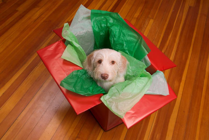 Puppy in gift box Stock Photo by ©Taden1 80604536