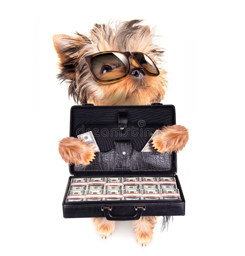 puppy with glasses holding case with money