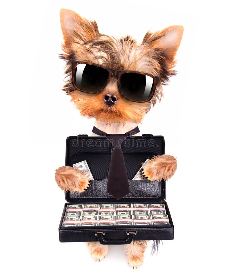 puppy with glasses holding case with money