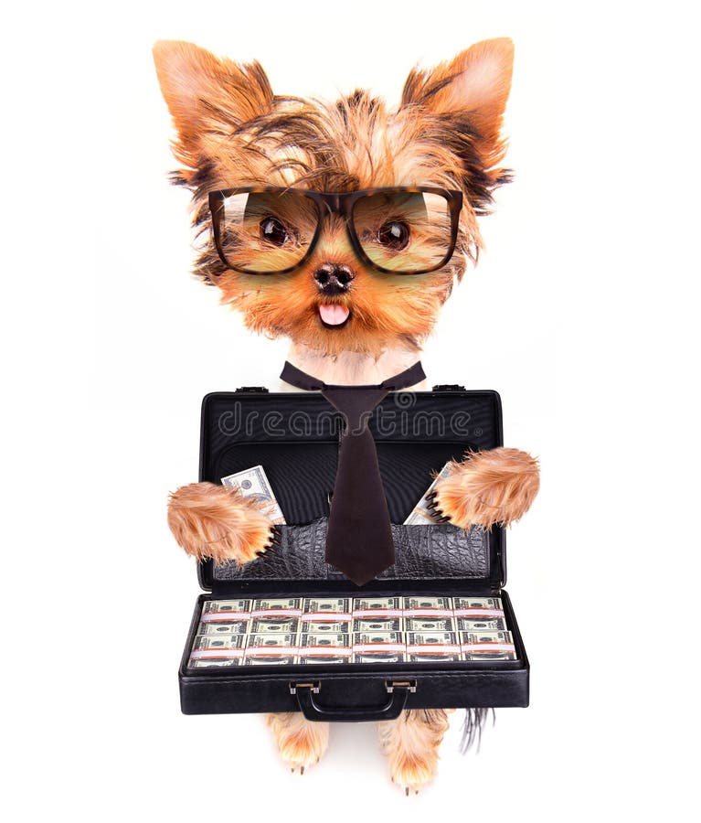 puppy with glasses holding case with money