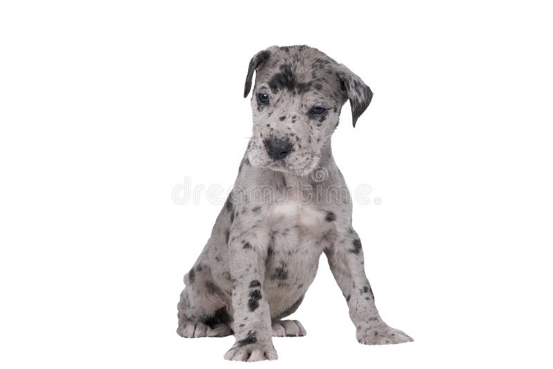 great dane with spots