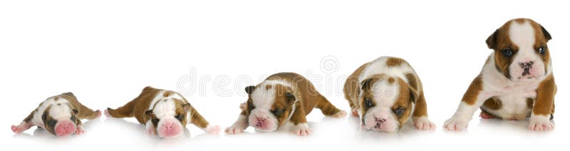 English Bulldog Growth Chart