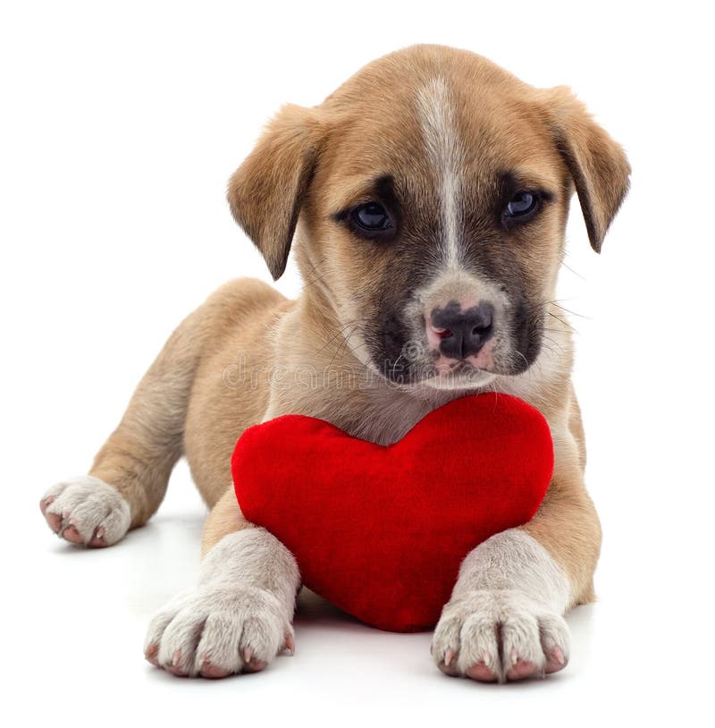 Puppy with toy heart stock image. Image of puppy, horizontal 139792851
