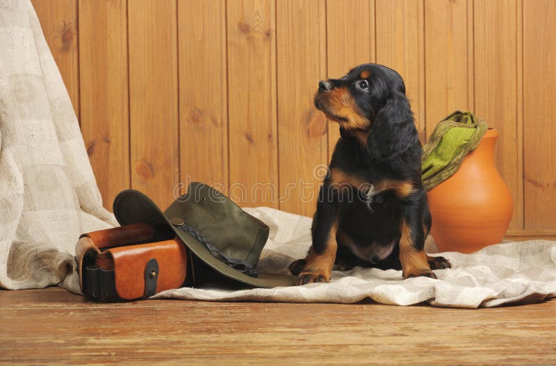 Puppy and Hunting Accessories Stock Photo Image of puppy, funny 37030800
