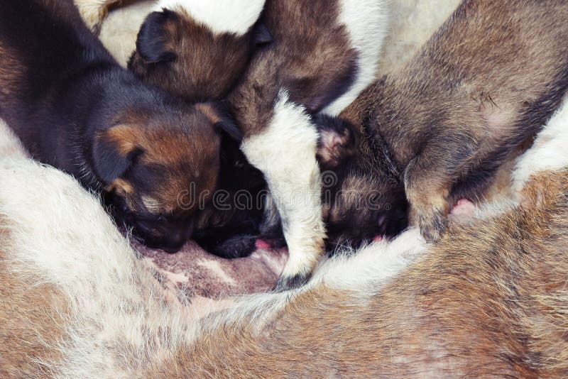 Puppy Infancy Sucking Milk from Its Mother Stock Image - Image of ...