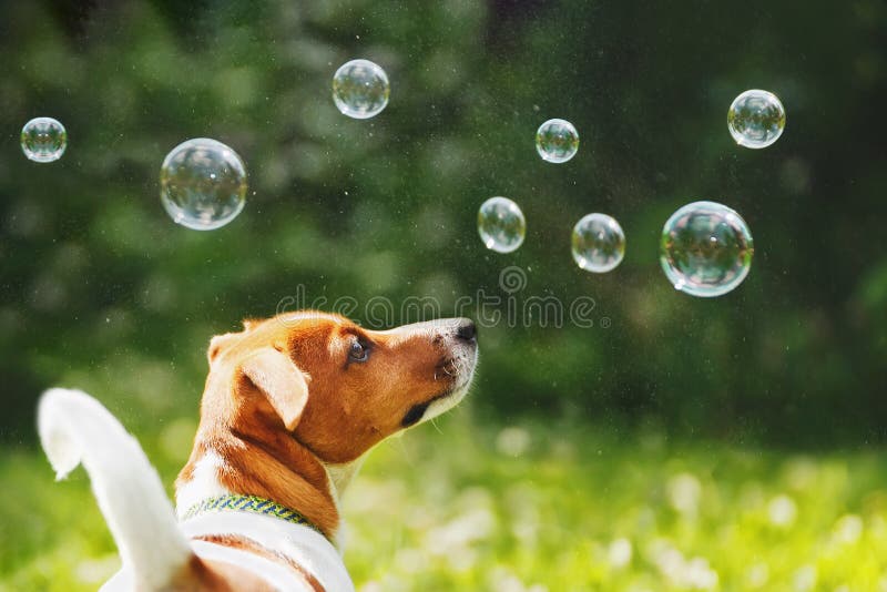 Puppy jack russell playing with soap bubbles royalty free stock photography Puppy jack russell playing with soap bubbles royalty free stock photography