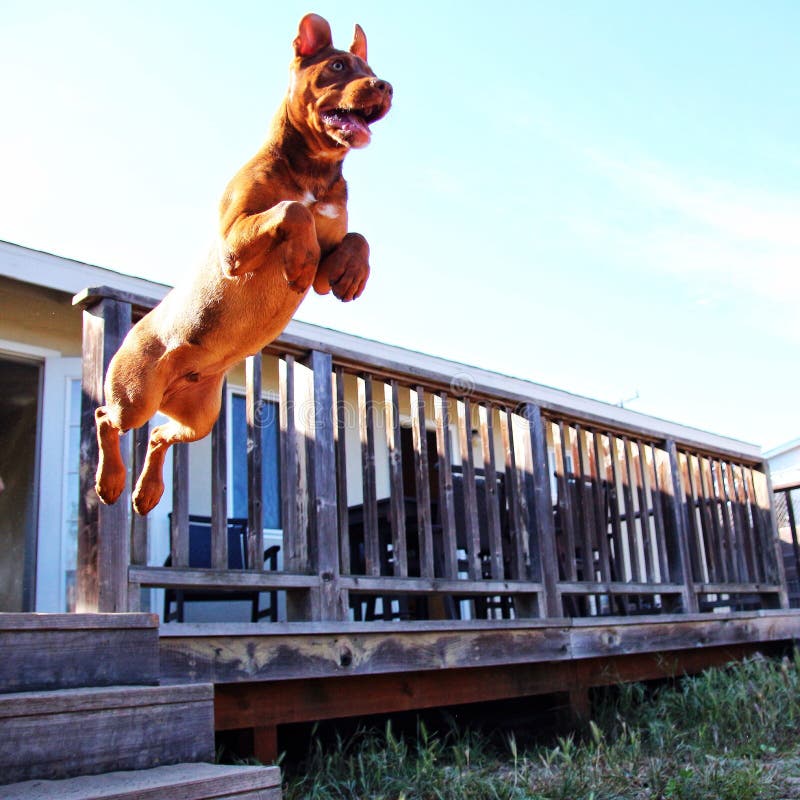 Puppy Jumping through the Air Stock Image Image of brown, puppy 52037971