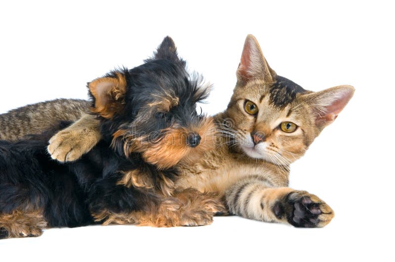 Il cucciolo e il gattino su uno sfondo neutro.
