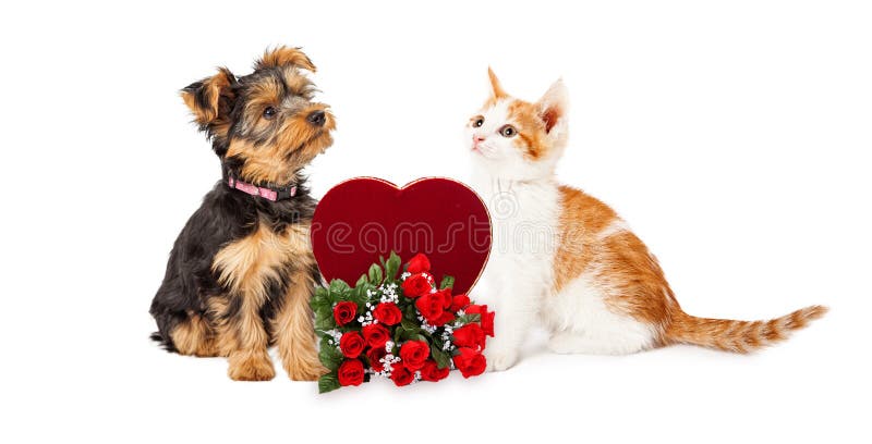 Puppy and Kitten Celebrating Valentines Day