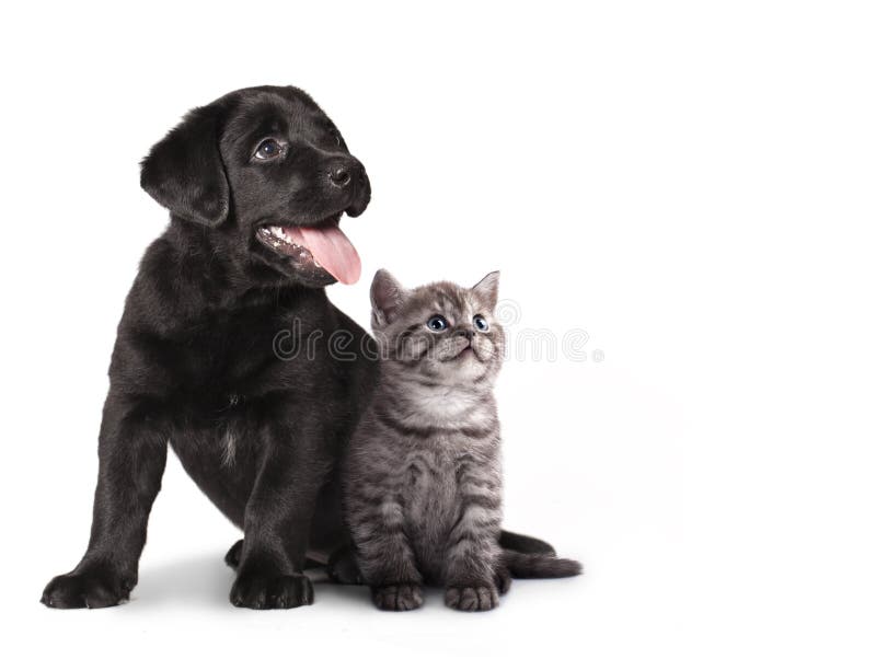 Puppy and kitten