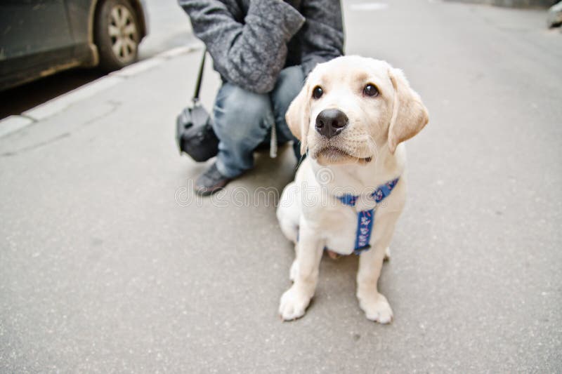 Puppy of Labrador retriever breed sitting on the street. A puppy of Labrador retriever breed sitting on the street stock photo Puppy of Labrador retriever breed sitting on the street. A puppy of Labrador retriever breed sitting on the street stock photo