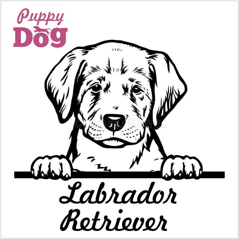 Download Puppy Labrador Retriever Peeking Dogs Breed Face Head Isolated On White Stock Vector Illustration Of Portrait Graphic 171678995