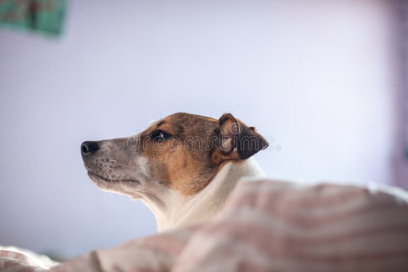 Puppy Laying in Bed with Blankets Wrapped Around Him Stock Photo