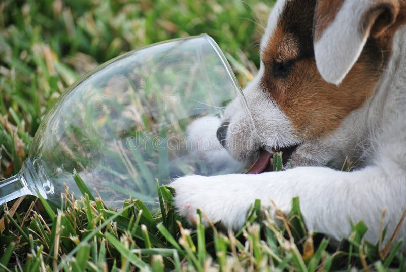 No Wine for Puppies stock photo. Image of empty, pets 9918482