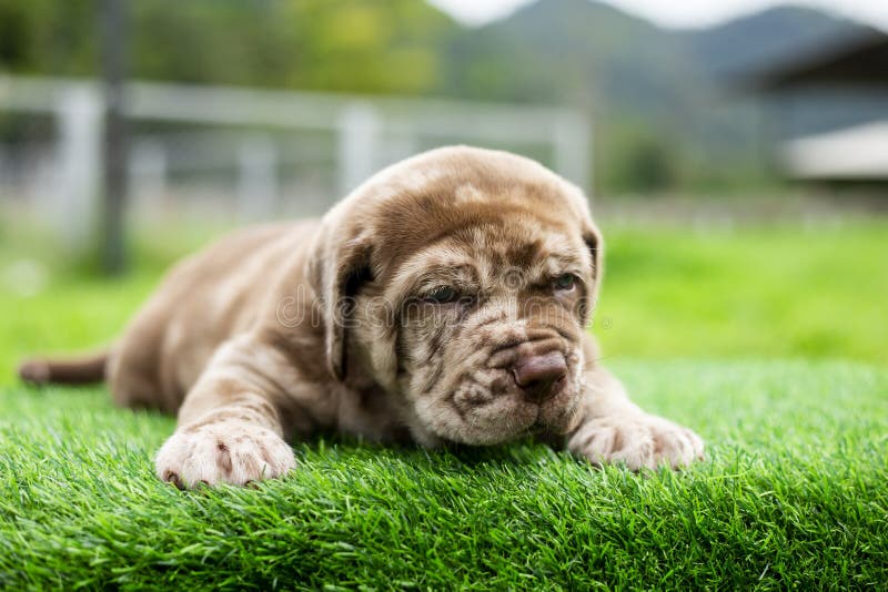 Puppy light brown white cute fat on the green lawn Neapolitan Mastiff puppies mix with Bandog