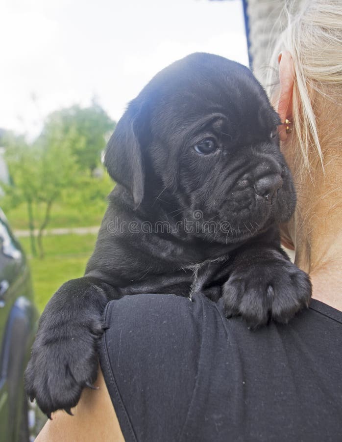 Puppy Looking Scared Stock Image Image Of Staring Canine