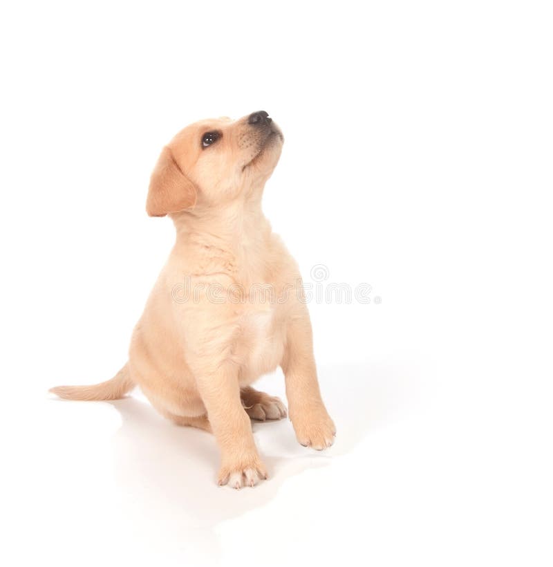 Puppy Looking Up Stock Photo Image Of Mammal Canine 14043626