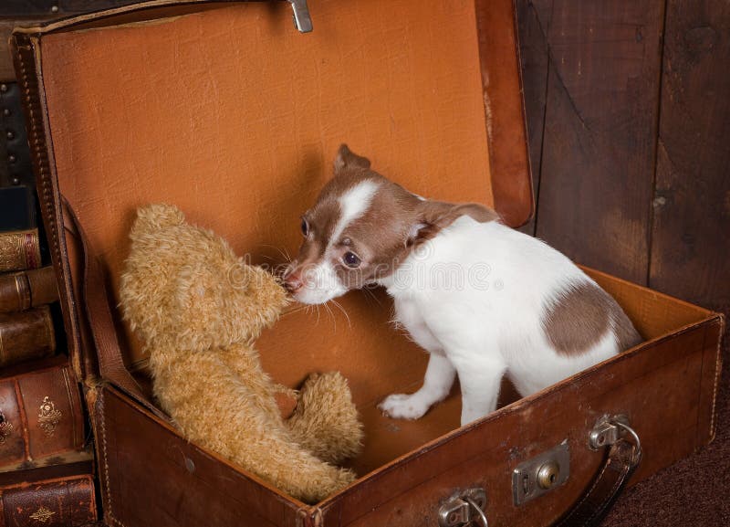 Puppy loves teddy bear stock image. Image of doggy, animal 11966397