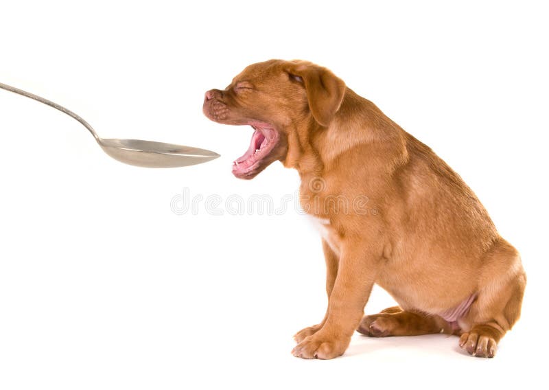 Puppy with spoon, isolated on white background. Puppy with spoon, isolated on white background