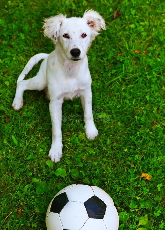 puppy met zwart-witte bal royalty-vrije stock foto puppy met zwart-witte bal royalty-vrije stock foto