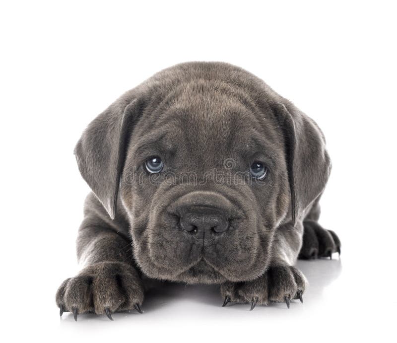 Puppy Neapolitan Mastiff in front of white background