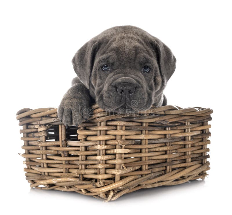 Puppy Neapolitan Mastiff in front of white background