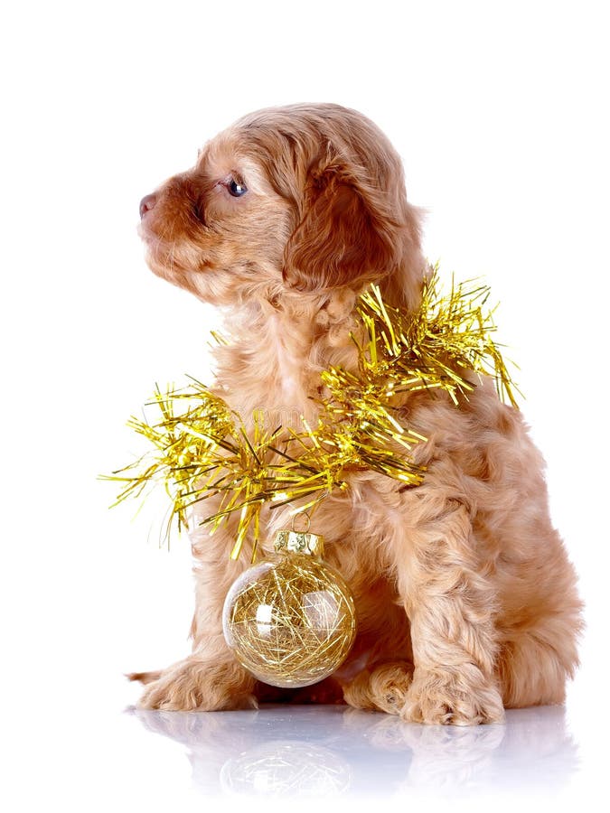 Puppy in a Gift Box with a Bow and a Rose Stock Image - Image of pedigree,  gift: 37828747