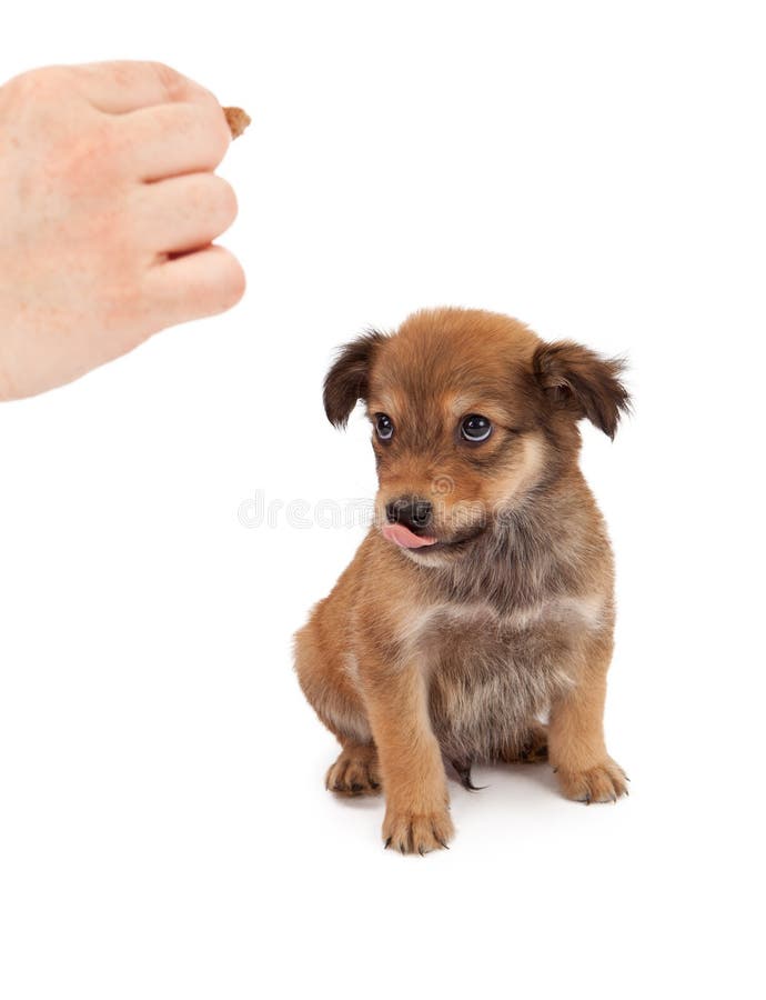 Puppy Obedience Training stock photo. Image of backdrop 29173020