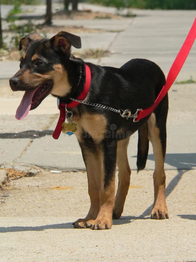 Puppy learning to walk on a leash. Puppy learning to walk on a leash