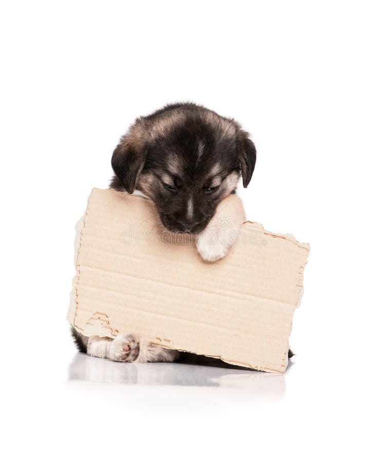 Puppy with paper stock image. Image of empty, concept 23878803
