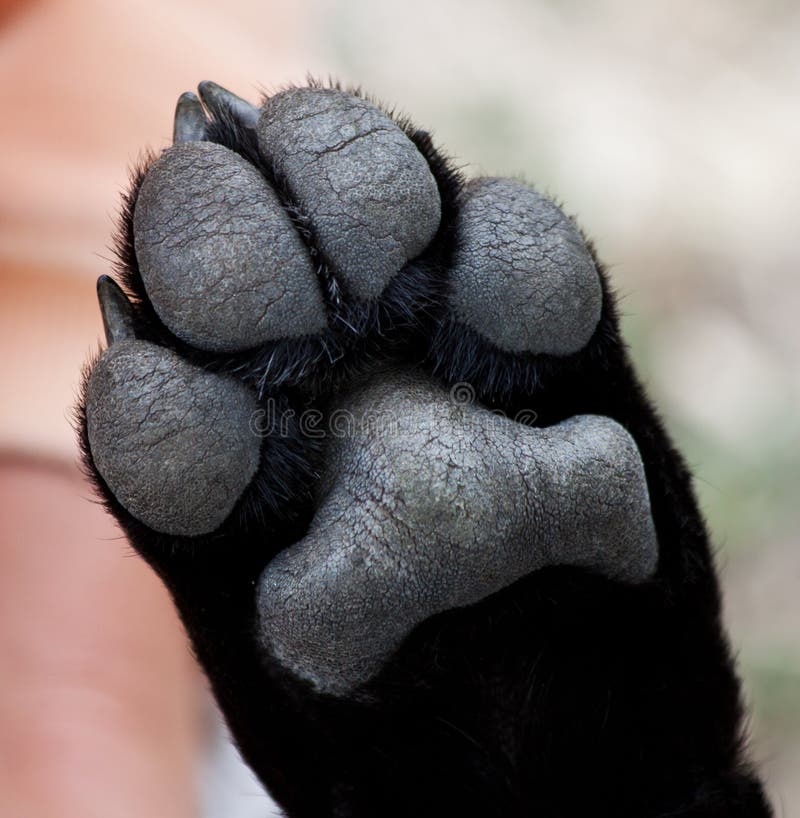 Puppy paw closeup stock photo. Image of macro, print 20824110
