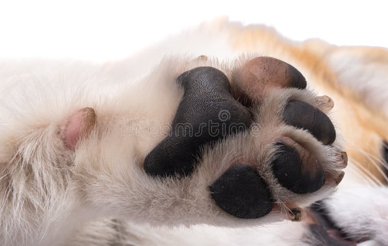Puppy paw animals stock image. Image of healthy, isolated - 221273499