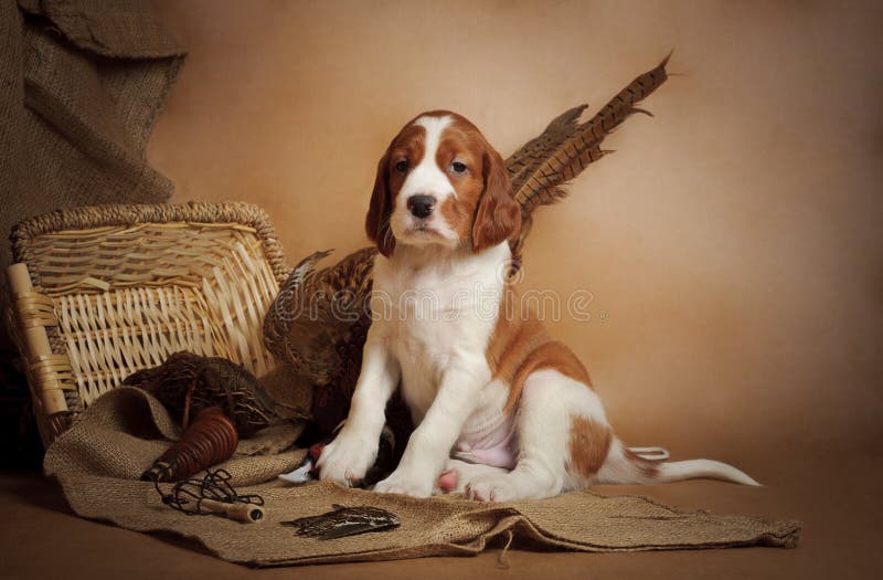 Puppy and pheasant