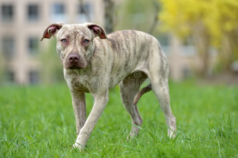 Puppy pit bull terrier 6 months old stock photography