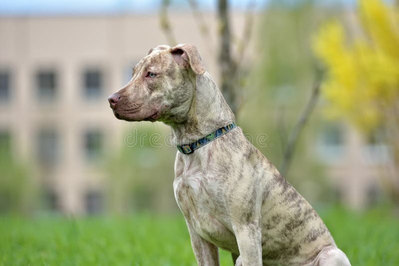 Puppy pit bull terrier 6 months old stock photo