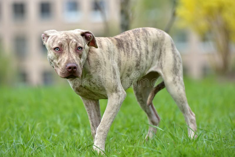 Puppy pit bull terrier 6 months old stock images