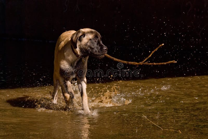 Puppy play in water