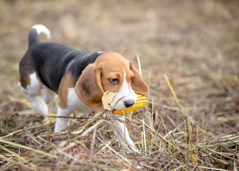 Dog with corn in mouth stock image. Image of animal, hungry 43553335