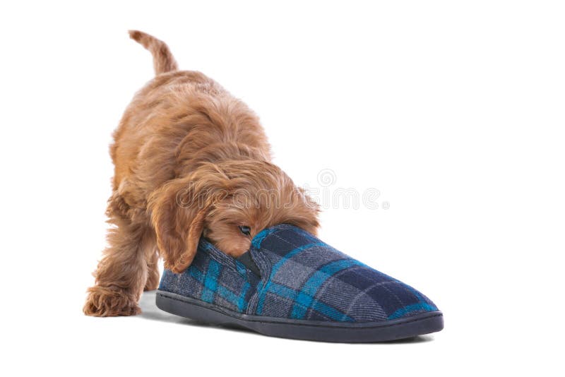 Puppy playing with slipper stock photography Puppy playing with slipper stock photography