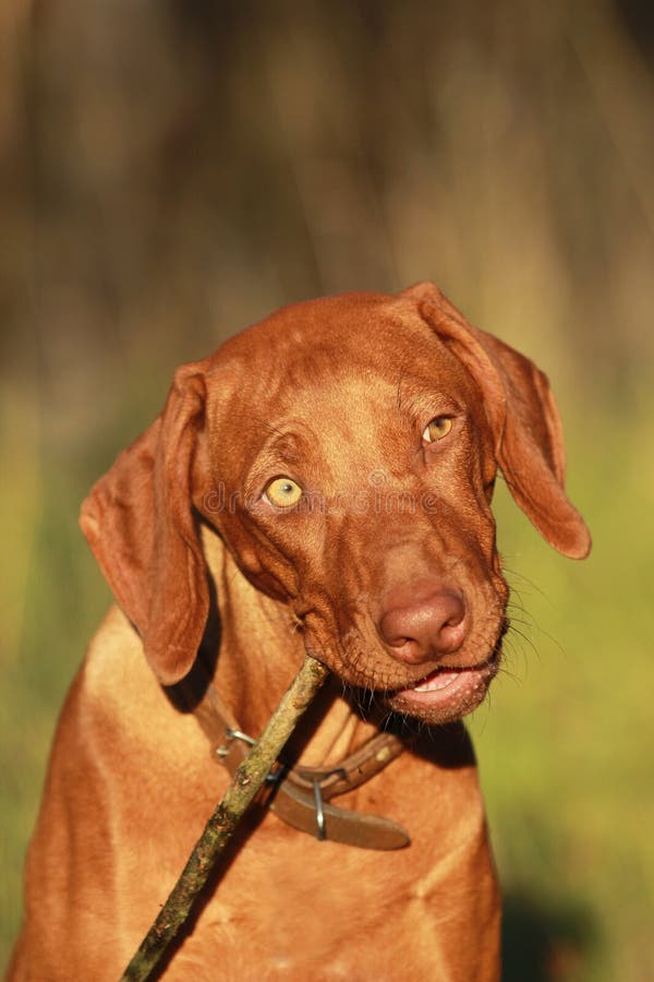 Puppy playing with stick stock photo. Image of fetch 28378206