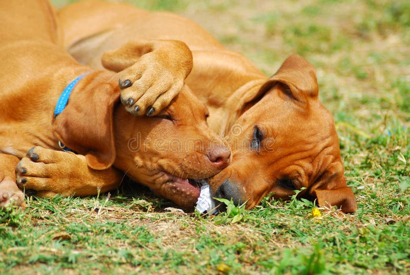 Two cute Rhodesian Ridgeback hound dog puppies playing together with a piece of cardboard in the backyard outdoors. Rhodesian puppies stock images, royalty-free photos and pictures