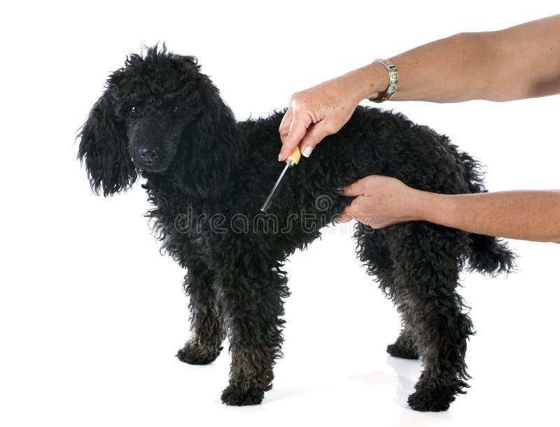 Toy Poodle at Play 2 stock image. Image of toys, poodle 13939045