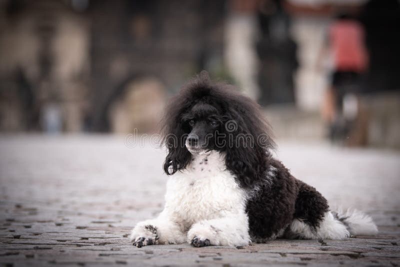 Puppy of poodle is lying on Carls bridge.