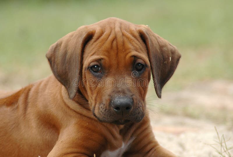 Cute portrait of a young little red wheaten Rhodesian Ridgeback dog puppy facing the other puppies of the litter. This baby is very cute. Rhodesian puppies stock images, royalty-free photos and pictures