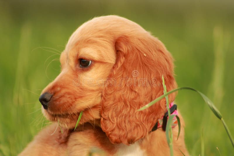 Puppy portrait