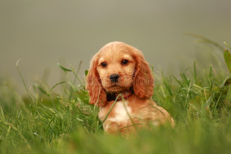 Puppy portrait