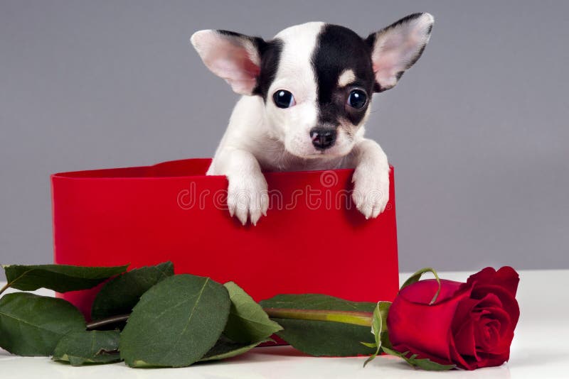 Puppy for present. stock image